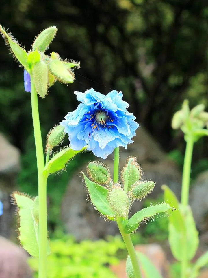 ヒマラヤの神秘的な青いケシの花