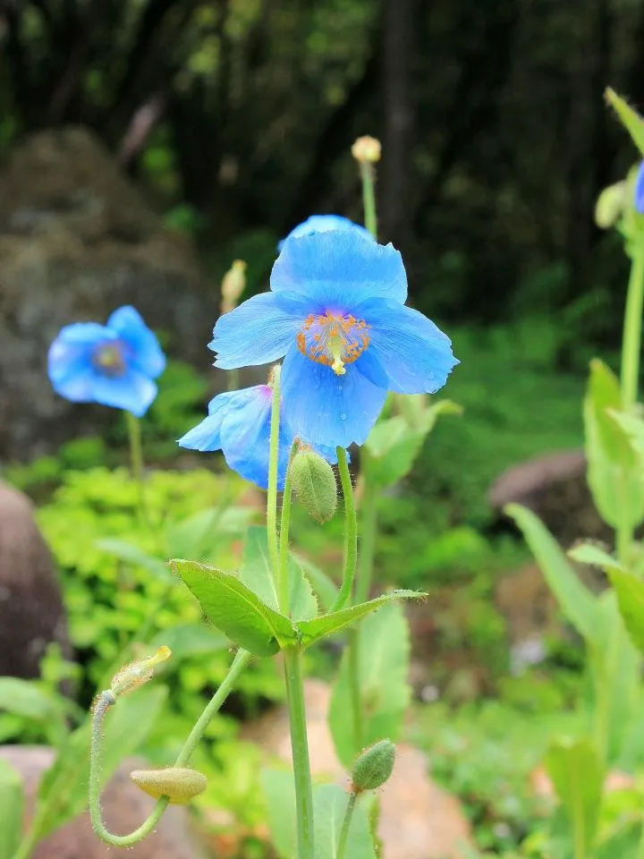 ヒマラヤの神秘的な青いケシの花