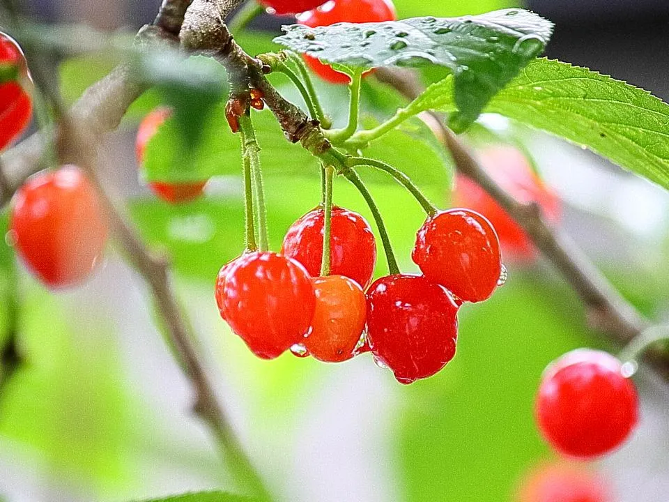 庭のさくらんぼ