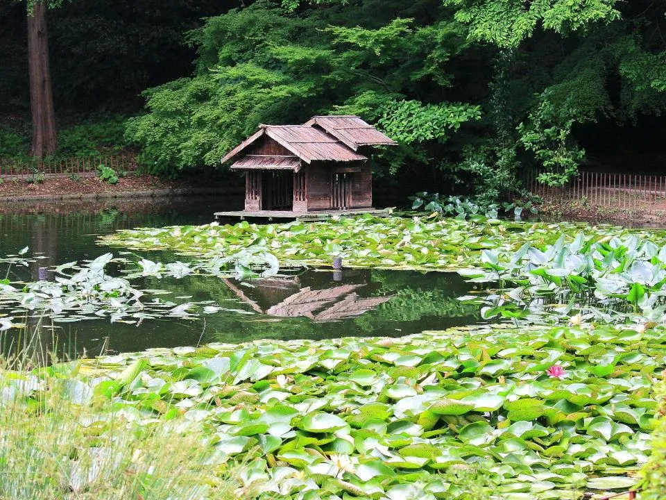 新池のスイレン