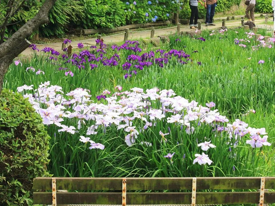 花しょうぶ園