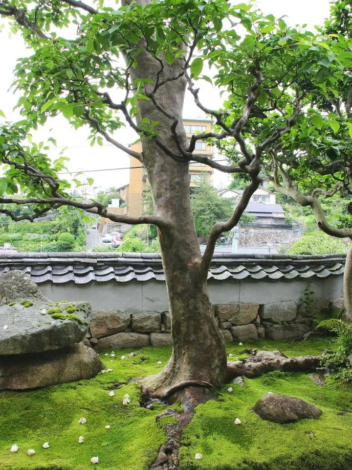 沙羅樹は樹齢３００年