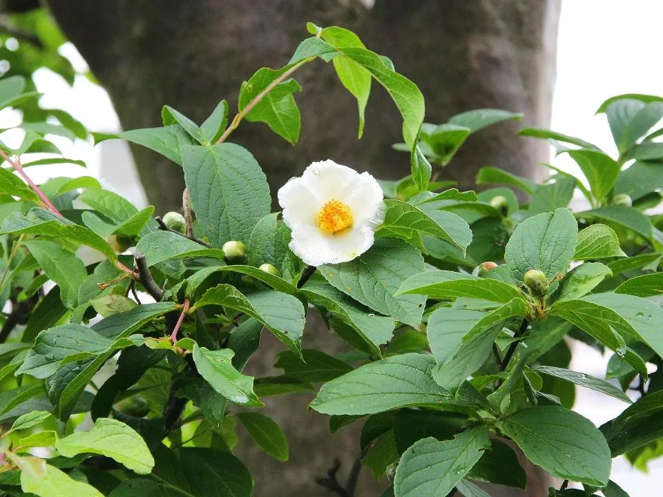 沙羅の花は大きい