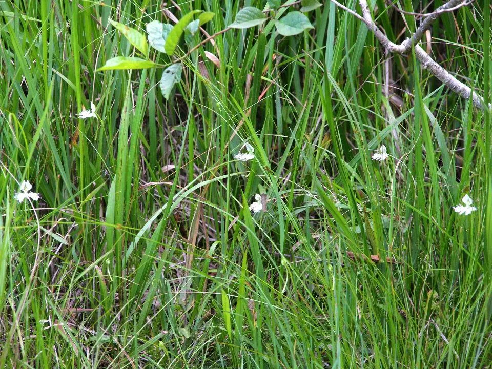 湿地の薮の中に、たくさんの花