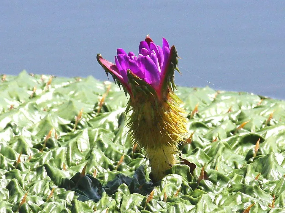 オニバスの花