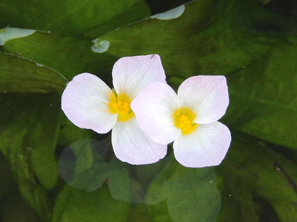 ミズオオバコの花