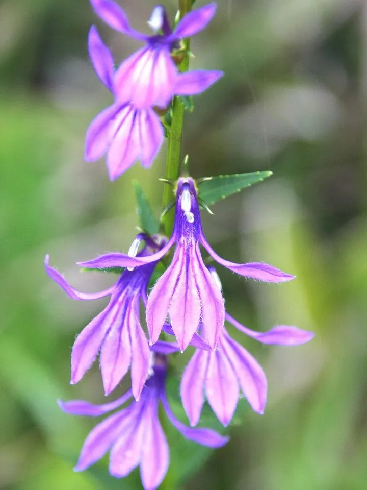 サワギキョウ　の花