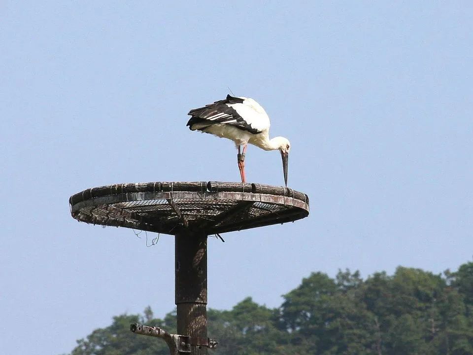 公園前の塔に戻った放鳥