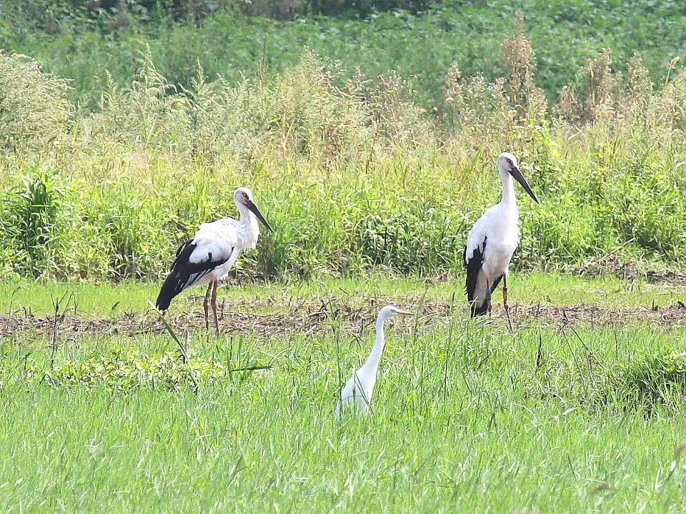 シラサギやアオサギの群れと憩うコウノトリ