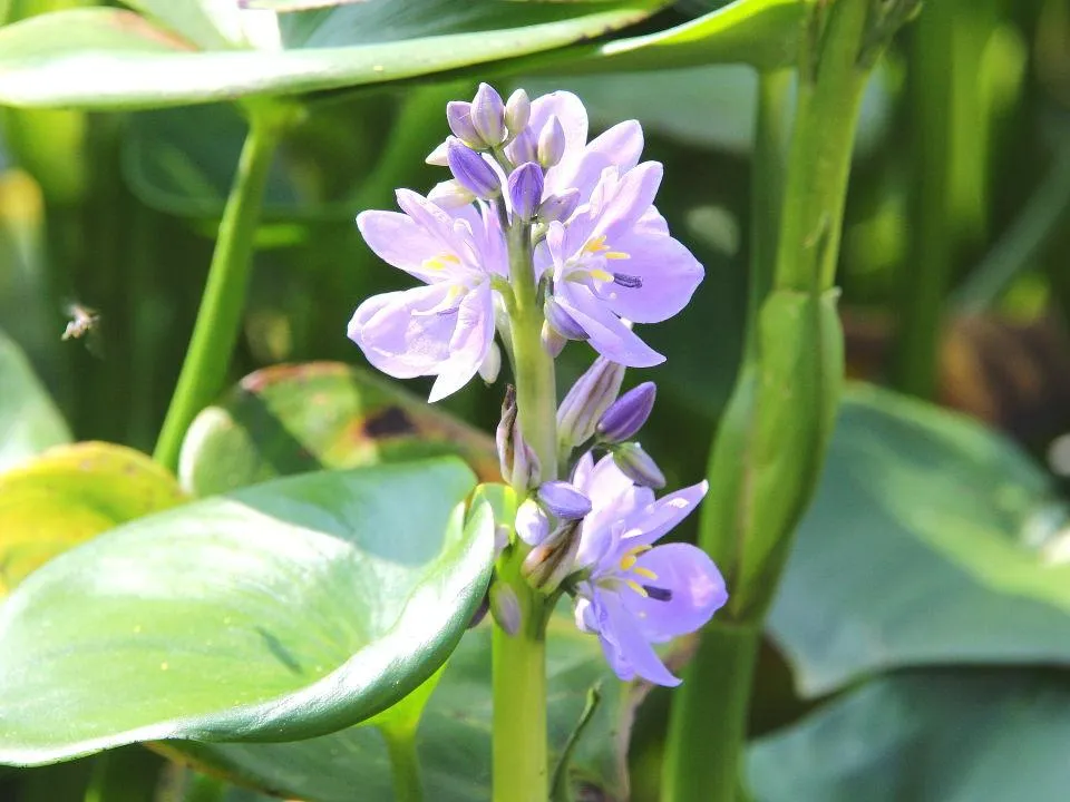 水葵（ミズアオイ）の花