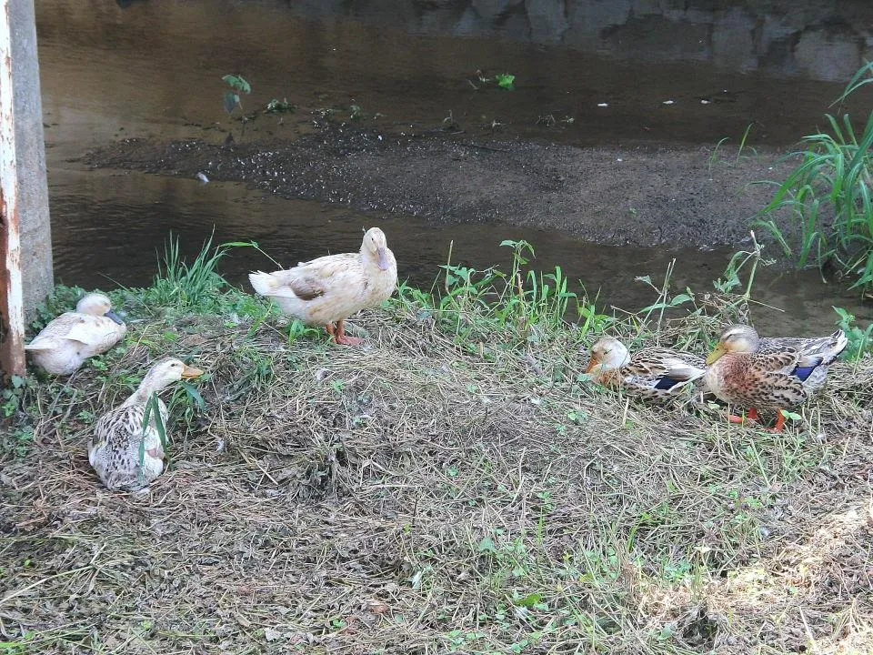 水辺で微睡む水鳥