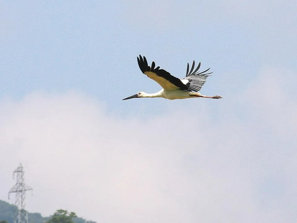 コウノトリの飛び