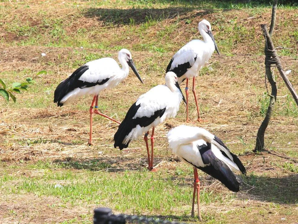 ケージ内で飼育されているコウノトリ