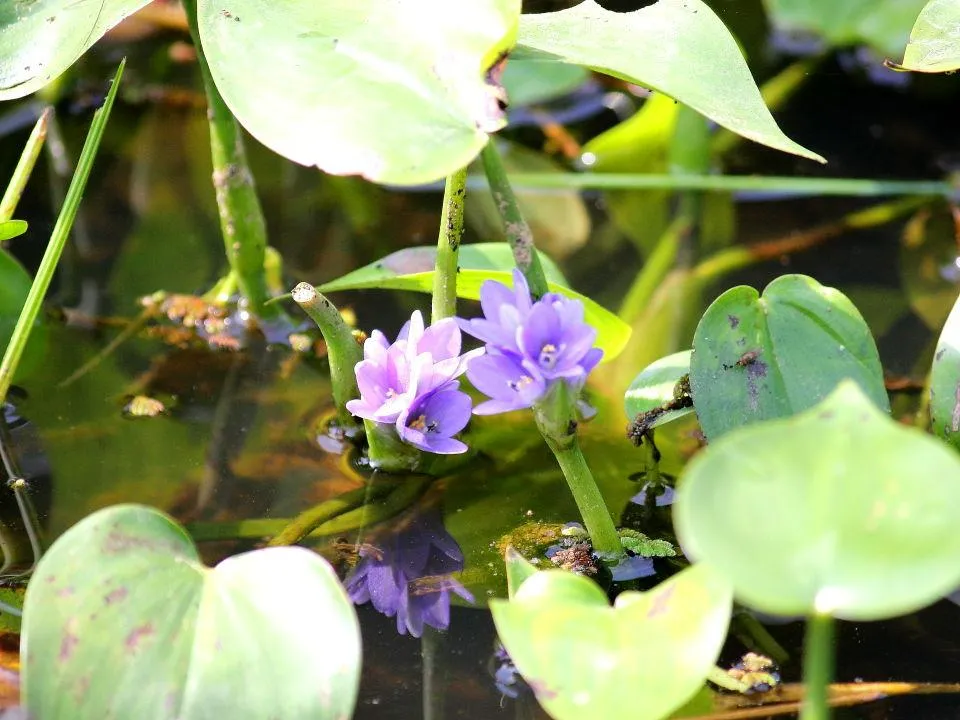 湿地にはコナギ（水草）も根付く