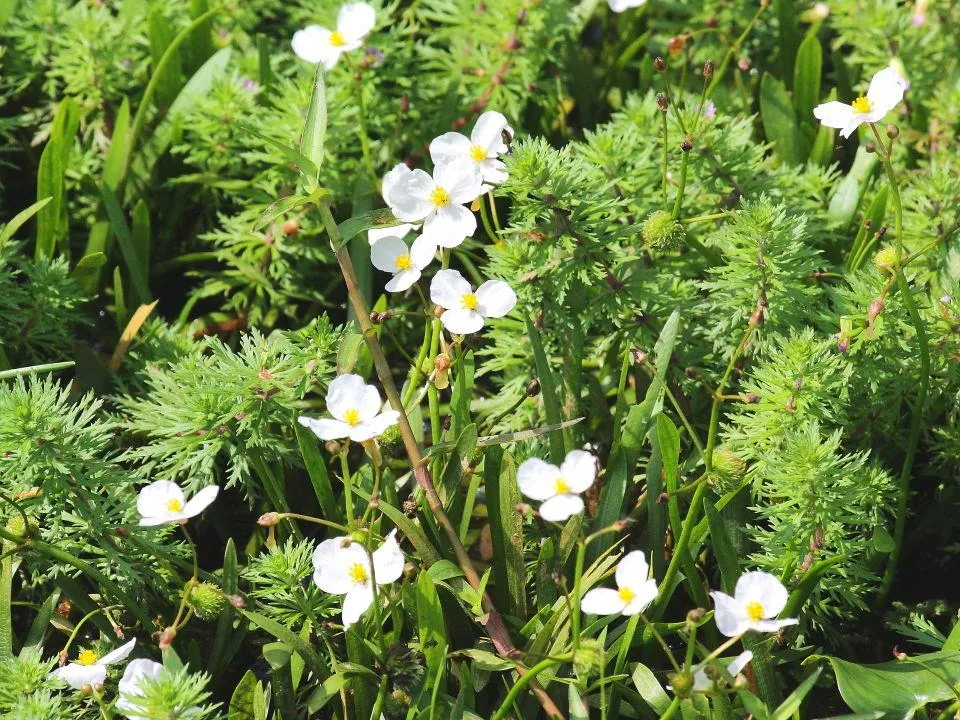 栽培されていた水草