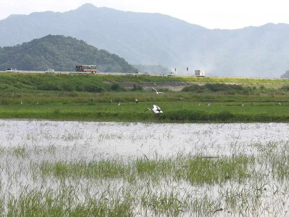 東浦ビオトープ水田