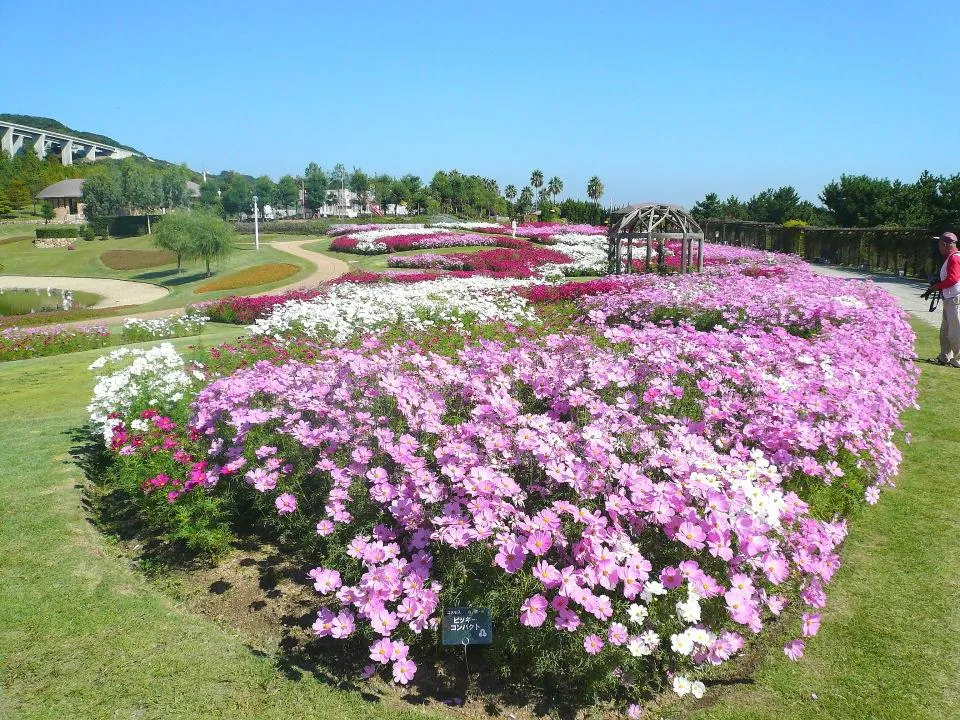 明石海峡公園　コスモスが青い空に映える