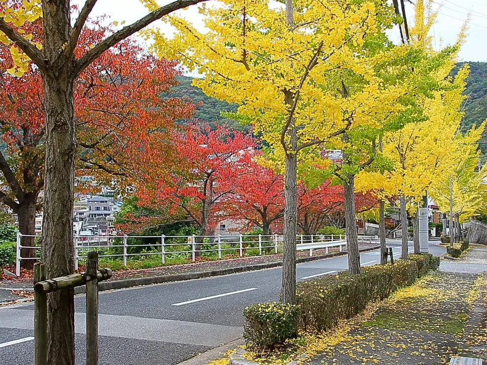 街路樹色付く