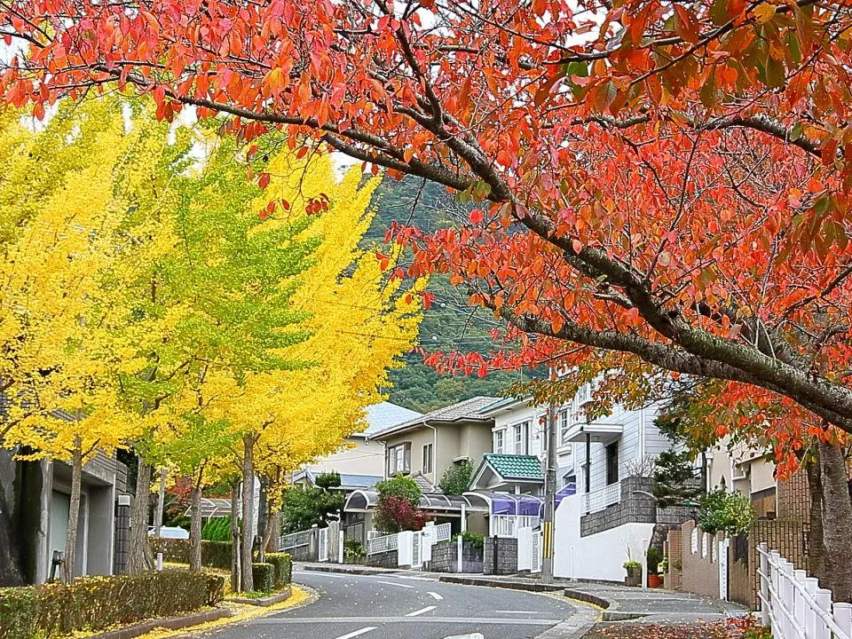 街路樹色付く