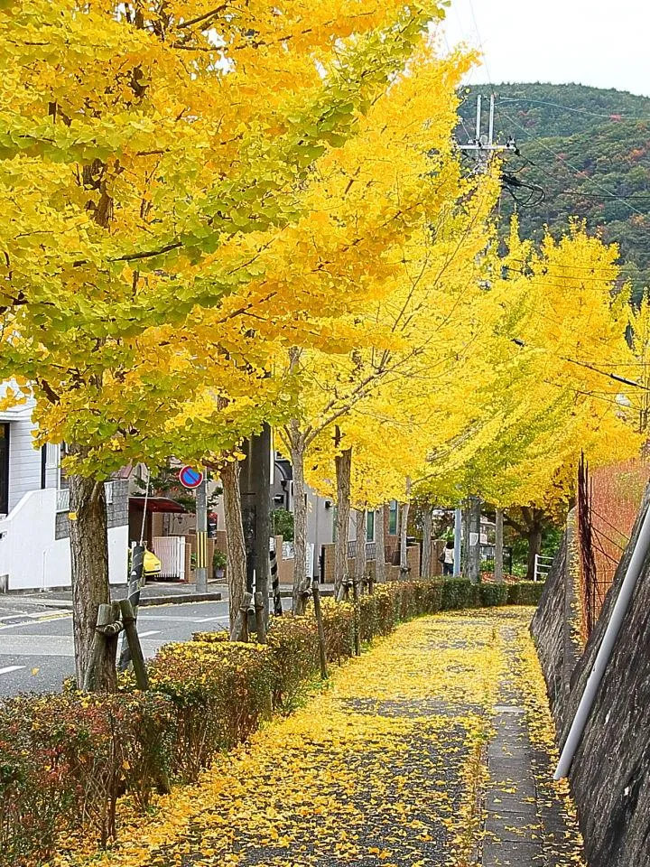 街路樹色付く