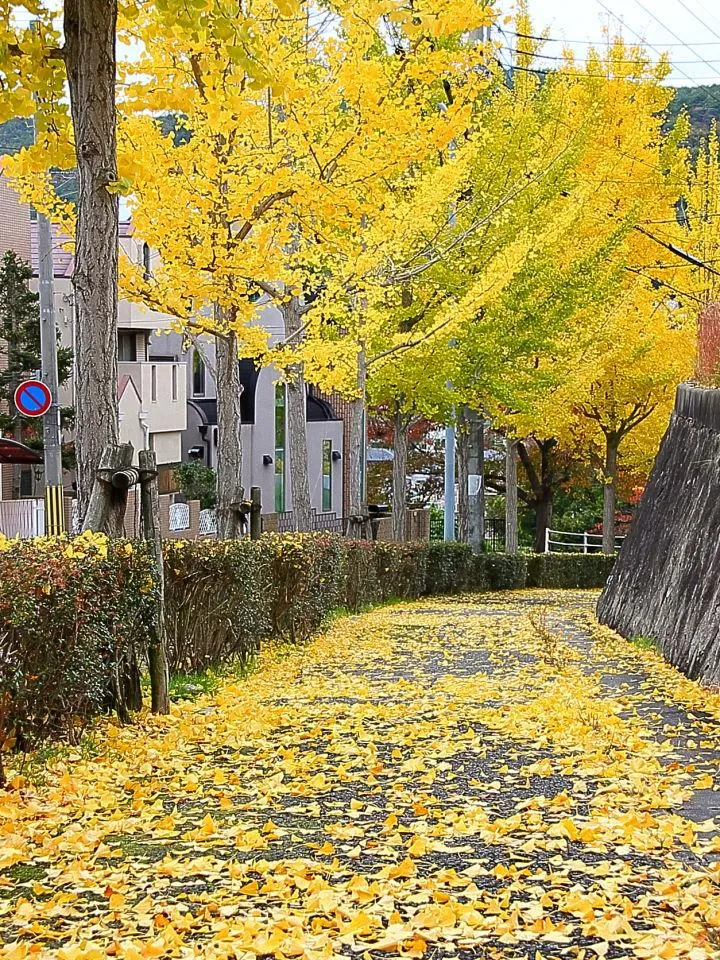 街路樹色付く