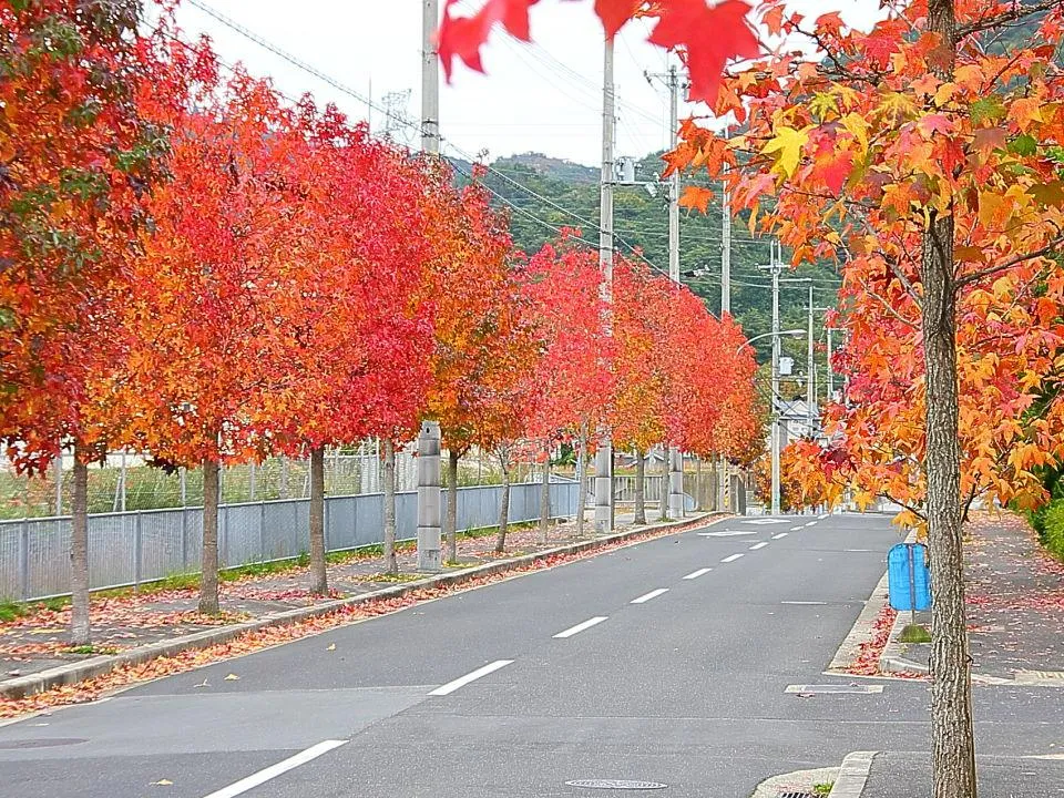 街路樹色付く