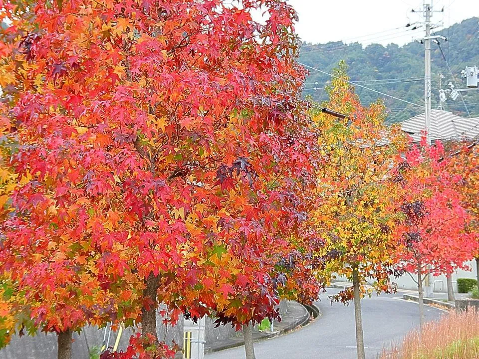 街路樹色付く