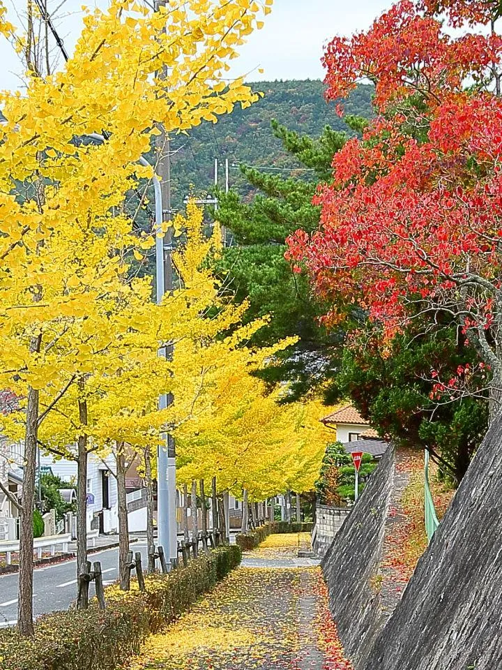 街路樹色付く