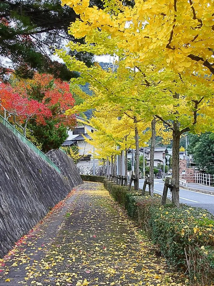 街路樹色付く