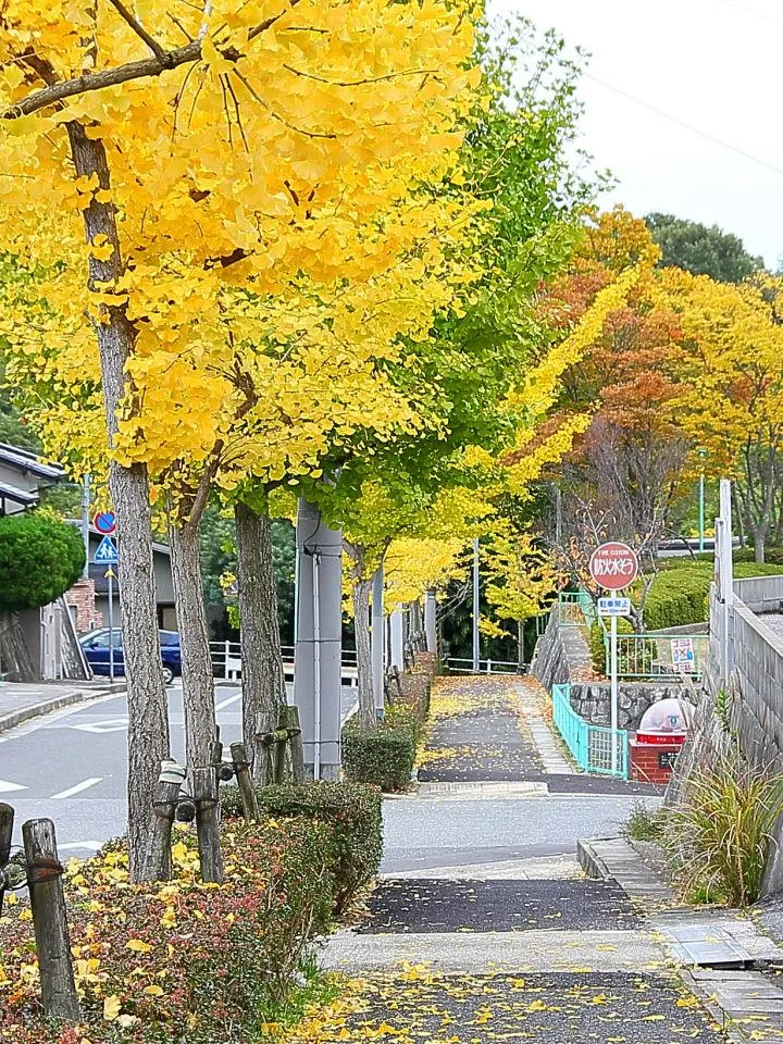 街路樹色付く