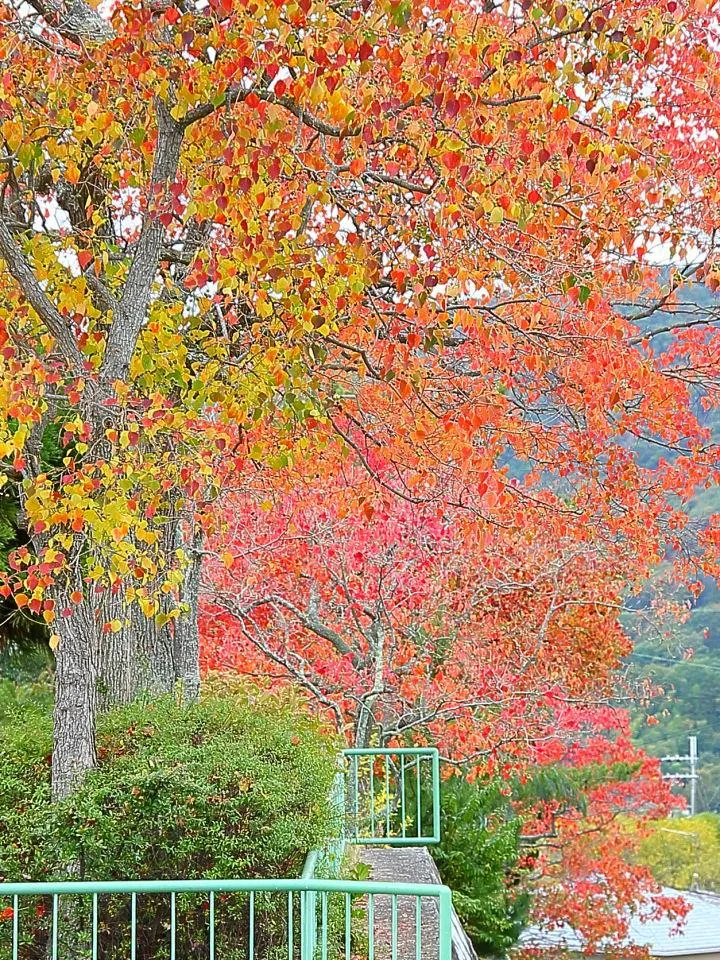 街路樹色付く