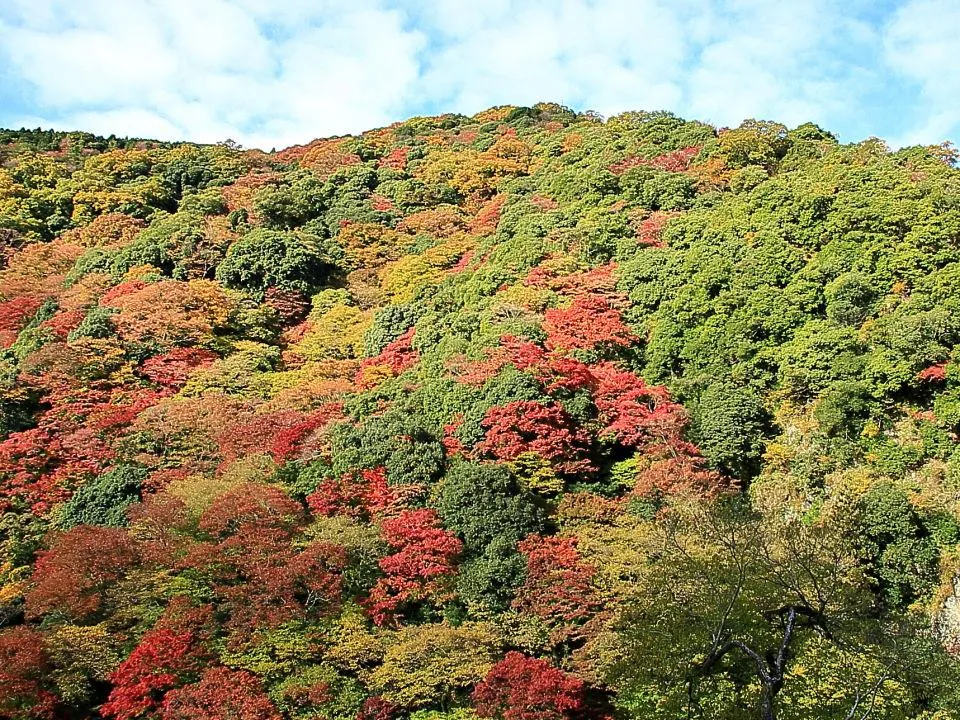 箕面の滝西側の紅葉