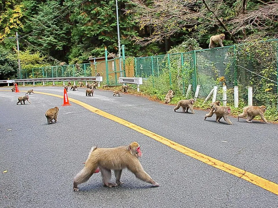 箕面の猿