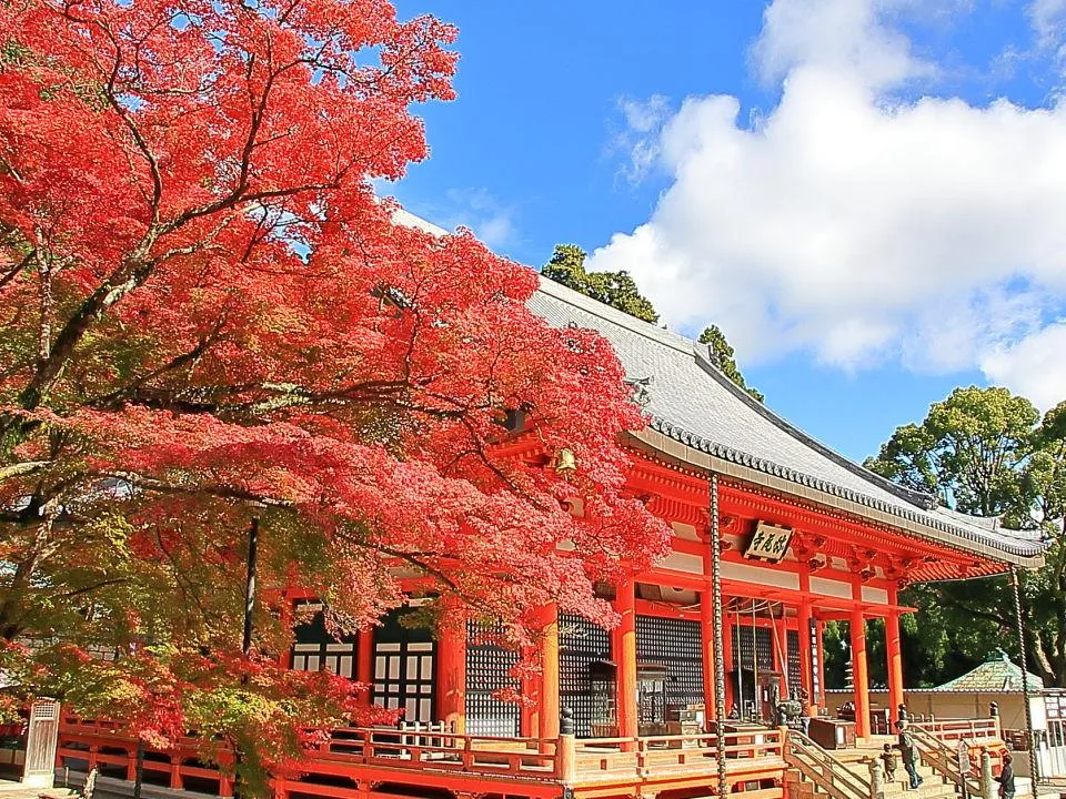 紅葉越しに勝尾寺本堂