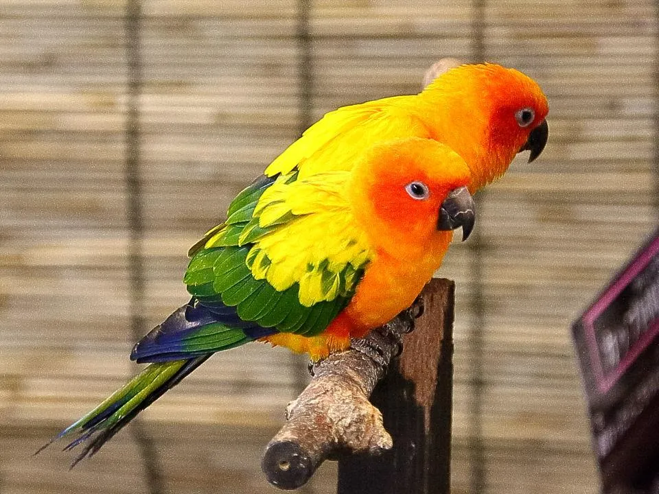 コガネメキシコインコ