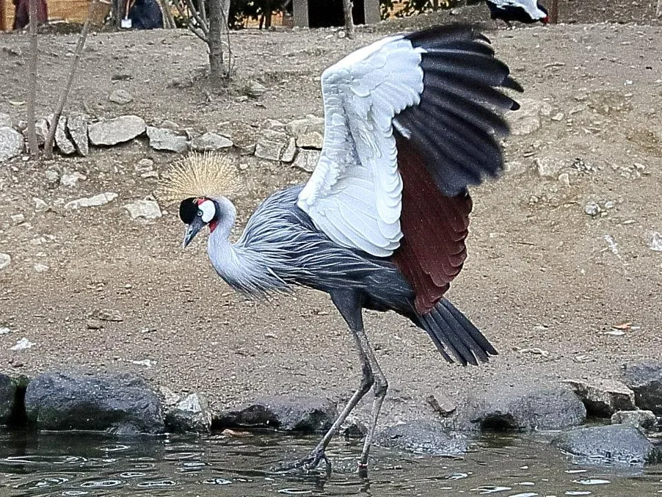 カンムリヅル