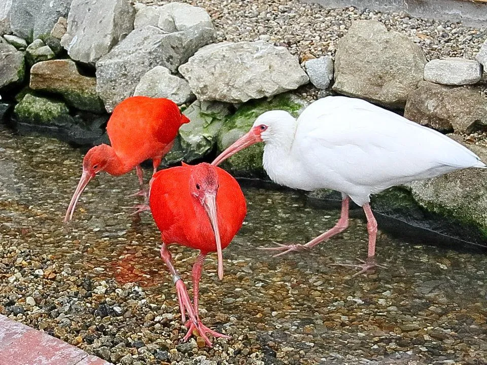 ショウジョウトキとシロトキ