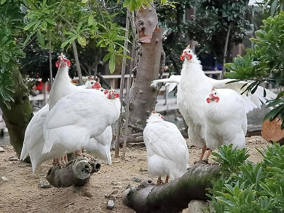 こんな鳥も