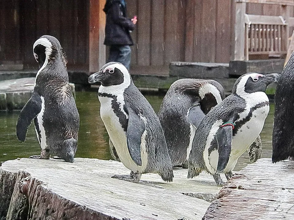 ケープペンギン