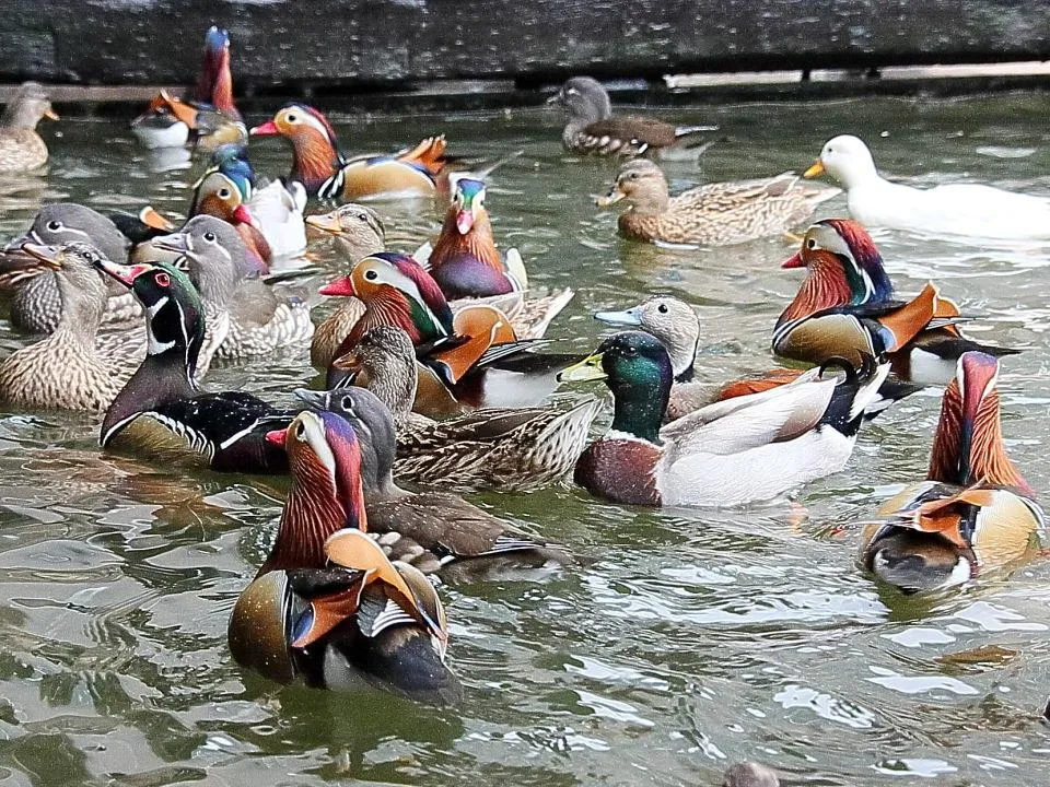 水鳥池のオシドリ