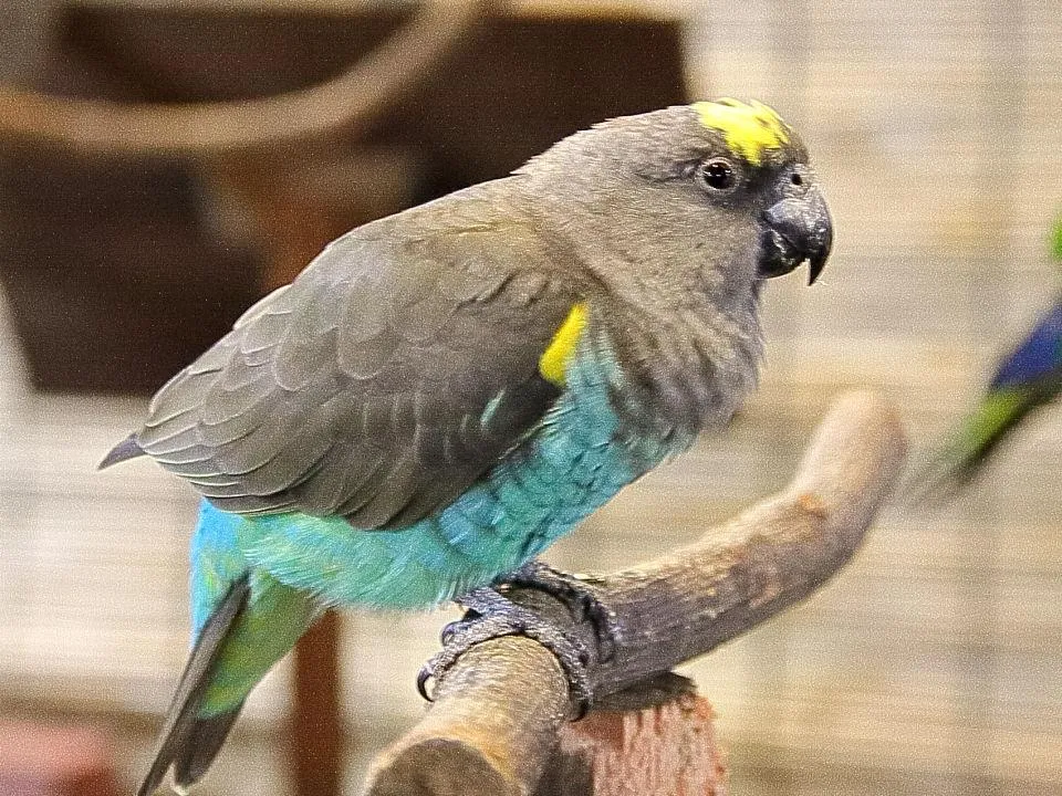 ムラクモインコ