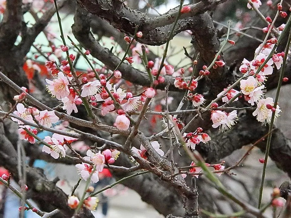 網敷天満宮の梅花