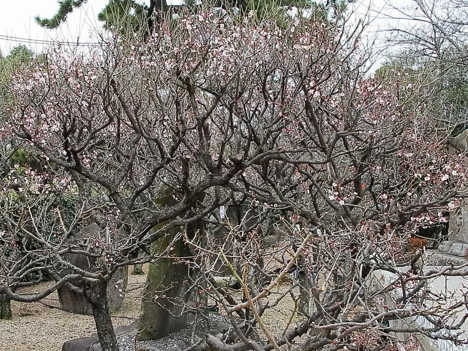 網敷天満宮の梅花