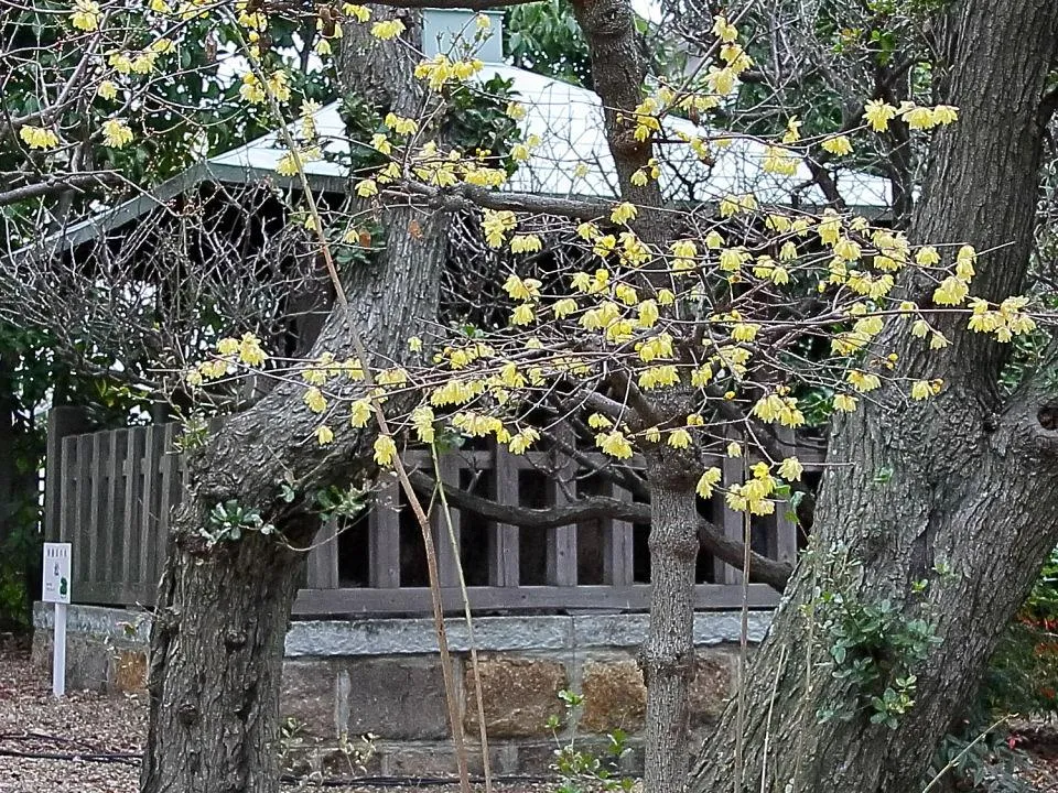 網敷天満宮のソシンロウバイ