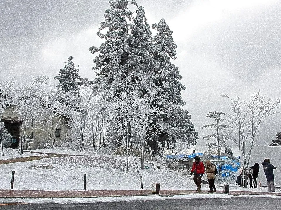 木々も今日は雪化粧