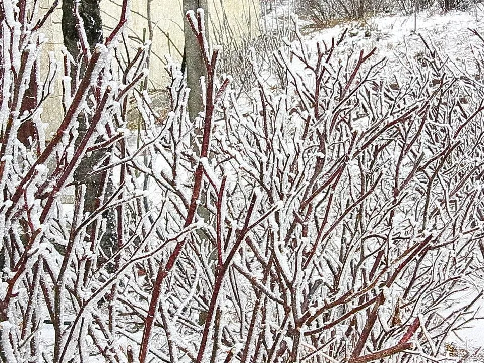 木々も雪の花を開かせている