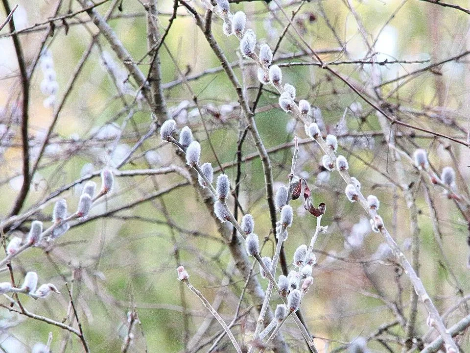 「地獄谷」の「ねこやなぎ」