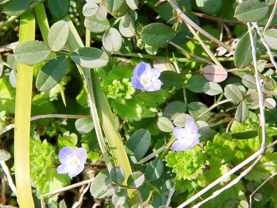 あぜ道に最初に咲く花