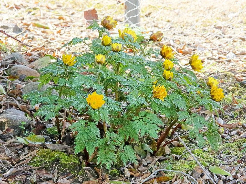 庭先の「福寿草」