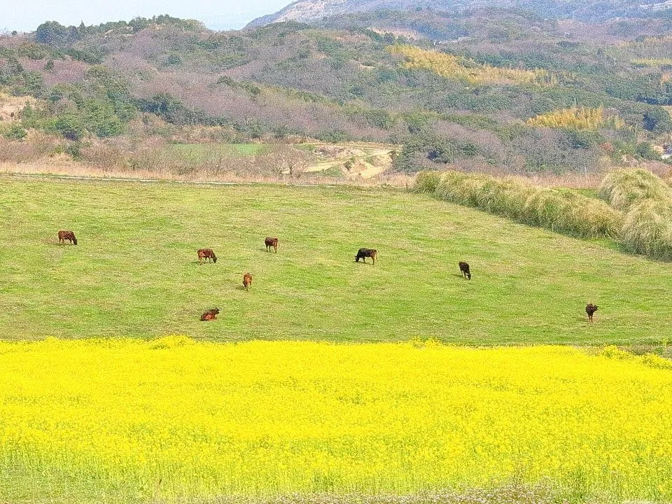 共生の花園から放牧地